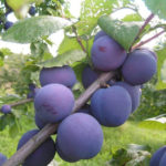 Plum variety Blue Dar