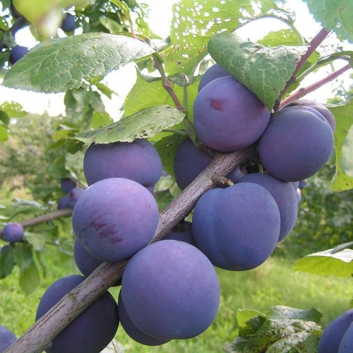 Plum variety Blue Dar