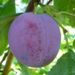 Permulaan pelbagai jenis plum