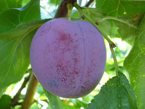 Permulaan pelbagai jenis plum