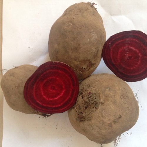 Beet variety Bordeaux 237