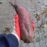 Beet variety Cylinder