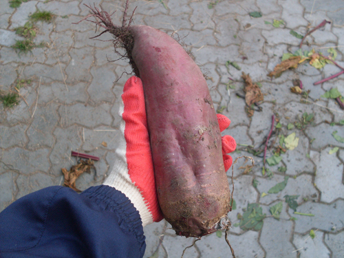 Beet variety Cylinder