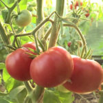 Tomato variety Alsou