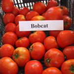 Pelbagai tomato Bobkat (F1)