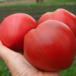 Tomato pelbagai jenis hati Bovine