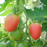 Pelbagai tomato De Barao