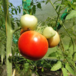 Tomato variety Eupator (F1)