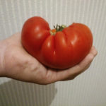 Pelbagai tomato Hlebosolny