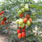 Cascade pelbagai tomato