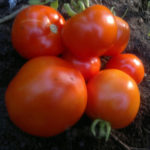 Tomatvarianter Eventyr