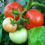 Tomato variety Sprut (F1)