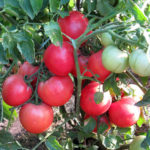 Tomato variety Visibly invisible