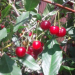 Cherry variety Ashinskaya