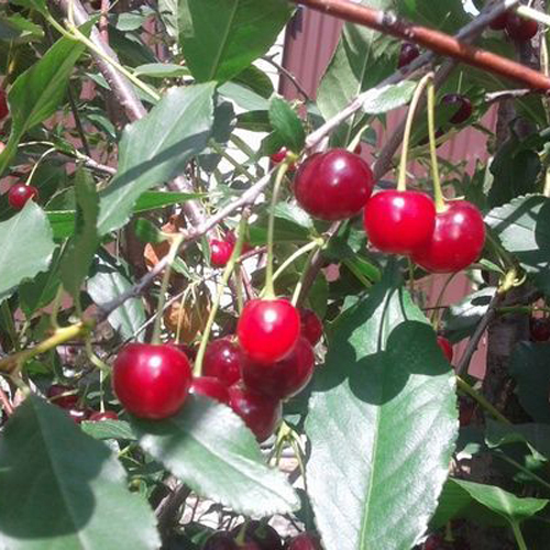 Cherry variety Ashinskaya