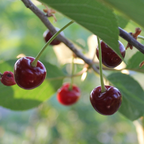 Cherry variety Nochka (duke)