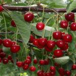 Cherry variety Zagorievskaya