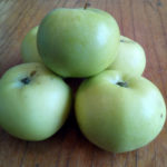 Apple variety Pobeda (Pobeda Chernenko)