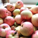 Apple variety Pink filling