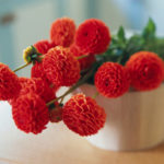 How to keep chrysanthemums in pots in winter?