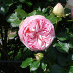 Rose Pierre de Ronsard