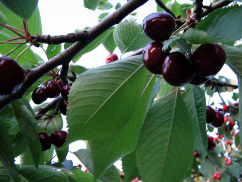 Cherry variety Dyber black