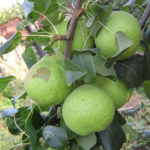 Pear variety Tenderness