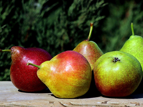 Pear variety Tatiana