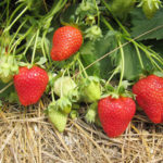 Arosa strawberry variety