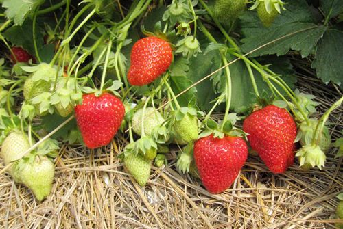 Arosa strawberry variety