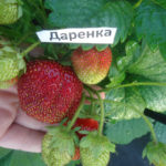 Daryonka strawberry variety