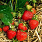 Elvira strawberry variety