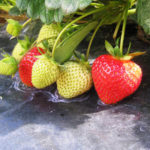 Strawberry variety Everest