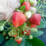 Strawberry variety Evi 2 (Eva 2)