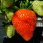 Figaro strawberry variety