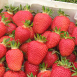 Fleur strawberry variety