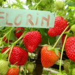 Florin strawberry variety