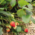 Strawberry variety Furor