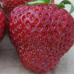 Strawberry variety Holiday