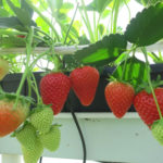 Cabrillo (Cabrillo) strawberry variety