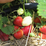 Strawberry variety Kamrad Winner