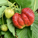 Carmen strawberry variety