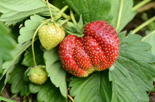 Carmen strawberry variety