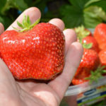 Kiss Nellis strawberry variety