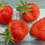 Lambada strawberry variety