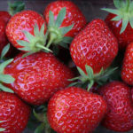 Strawberry variety Mara de Bois