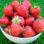 Strawberry variety Molling Opal