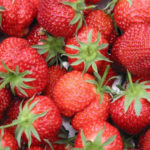 Ostara strawberry variety