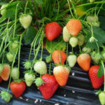 Rumba strawberry variety