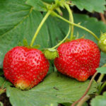 Strawberry variety Symphony